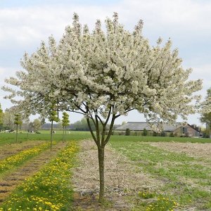 Okrasná jabloň (Malus) ´EVERESTE´ výška: 200-250 cm, obvod kmeňa 6/8 cm, kont. C18L